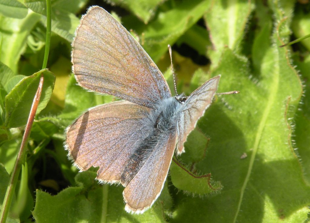 PN Gran Paradiso: Lycaenidae